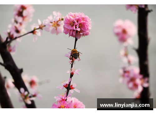 蝶恋花香，蜂采蜜意——探寻繁花似锦的多情季节